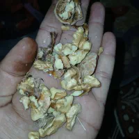 گردو|خوردنی و آشامیدنی|اهواز, کوی طلاب|دیوار