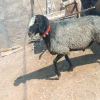 قوچ شال توابع ارسنجان