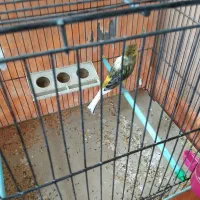 نر ابلق سبز کاکلی