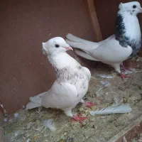 ی جفت طوقی