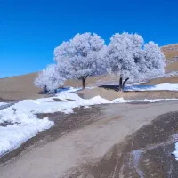 تیلر زنی هرس باغ