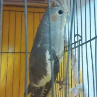 دوعدد عروس هلندی ماده طوسی|پرنده|رشت, ولکس|دیوار