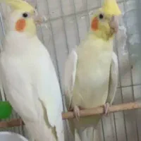 دوجفت عروس هلندی سخنگو