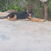 توله سگ ژرمن