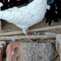 کبوتر|پرنده|بم, |دیوار