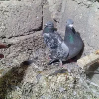 کبوتر مسافتی|پرنده|خاش, |دیوار