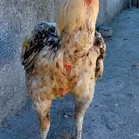 خروس و مرغ لاری