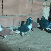 کبوتر رنگی|پرنده|پاکدشت, پاکدشت (مامازند)|دیوار