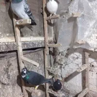 کبوتر المانی|پرنده|گرگان, |دیوار