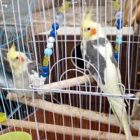 عروس هلندی|پرنده|گرگان, |دیوار