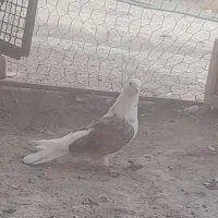 کبوتر|پرنده|بافت, |دیوار