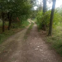 علف تراشی ،سمپاشی،هرس،کاشت جابجایی گل و گیاه|خدمات باغبانی و درختکاری|چالوس, |دیوار