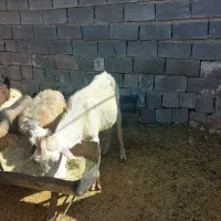 سلام فروش پازن