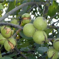 نهالستان پالیز تولید کننده انواع نهال دیرگل وپربار|خدمات باغبانی و درختکاری|دیلمان, |دیوار