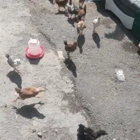 جوجه نیمچه یک ماهه