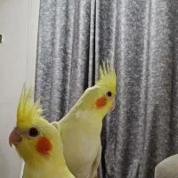 سه عدد جوجه عروس هلندی دستی