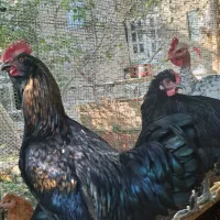 خروس گردن لخت بدون هورمون و واکسن و بیماری