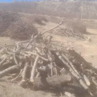 چوب درخت سیب و ریشه  سیب