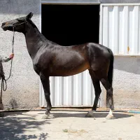 مشکی مادیان ترکمن آخال