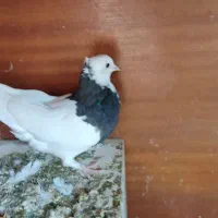 دو سه جفت پرنده درجه یک|پرنده|کازرون, |دیوار