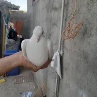 کبوتر سفید دم چتری|پرنده|شاهین دژ, |دیوار
