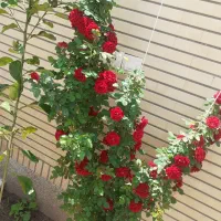 خدمات باغبانی محمد