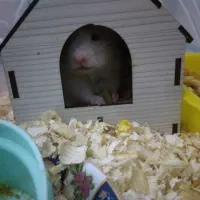 همستر سوری|موش و خرگوش|قم, پردیسان|دیوار