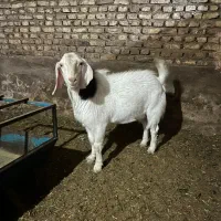 چپش بز نر، بز کشتنی کهره ماده