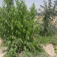 فروش و معاوضه زمین در لواسان افجه