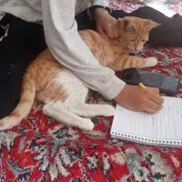 گربه