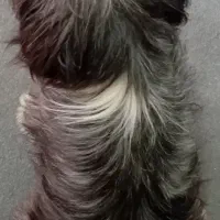 معاوضه سگ شیتزو با گربه