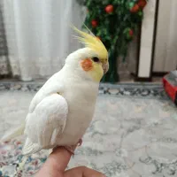 عروس هلندی گمشده دس دستگیرد برخوار