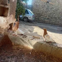 کله زرد و طوقی