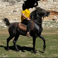 اسب|اسب و تجهیزات اسب‌سواری|یاسوج, |دیوار