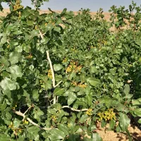 فروش باغ میوه