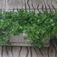 گلدان مستطیلی با گل یخ