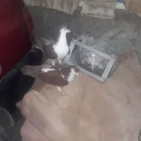 کفتر یا کبوتر خانواده