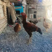 فروشی|حیوانات مزرعه|فنوج, |دیوار