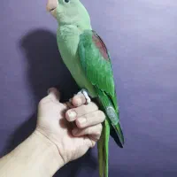 جوجه شاه طوطی