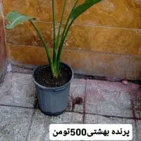 گیاهان آپارتمانی|گل و گیاه طبیعی|اردبیل, |دیوار