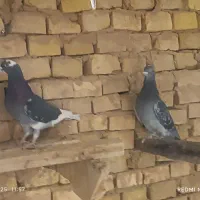 پرشی|پرنده|اشکذر, |دیوار