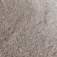 فروش گندم تمیزمخصوص بذر ونان (حلیم)