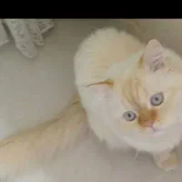 گربه ردپوینت نر