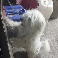 سگ پاکوتاه نر
