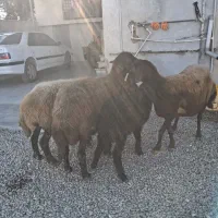 ۳ راس گوسفند درجه یک|حیوانات مزرعه|سیجوال, |دیوار