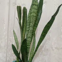 9 عدد گل طبیعی