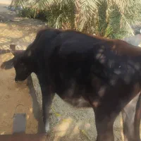 بره  گاو ابستن  گوساله ماده