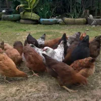 *نیمچه مرغ وخروس ۵ماه ارگانیک.|حیوانات مزرعه|رودسر, |دیوار