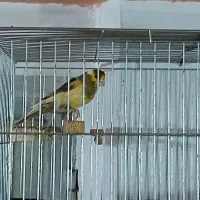 قناری نر|پرنده|میاندوآب, |دیوار