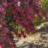 زرشک درجه یک وتازه